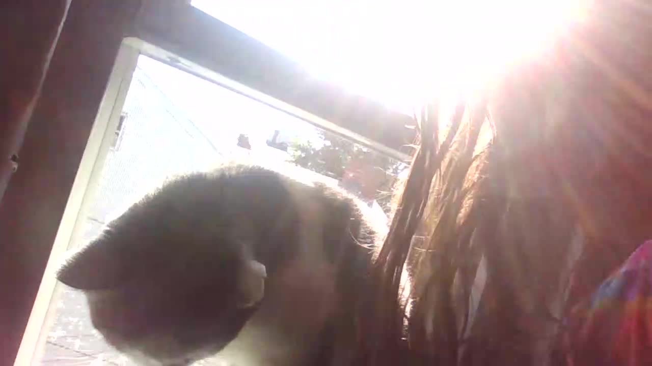 my cat 4