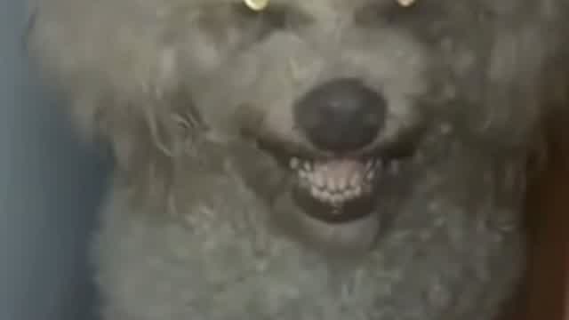 el pepino wao el pepino wao