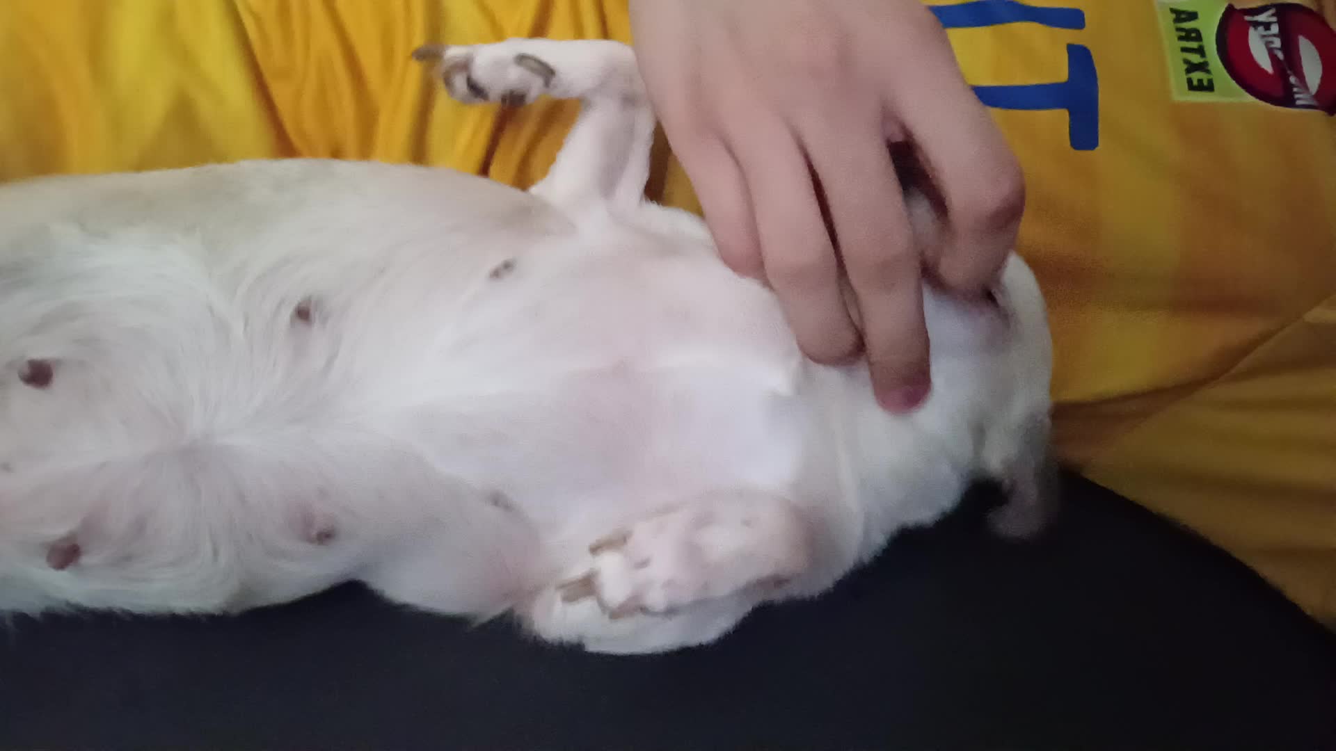 my dog with no audio my dog with no audio