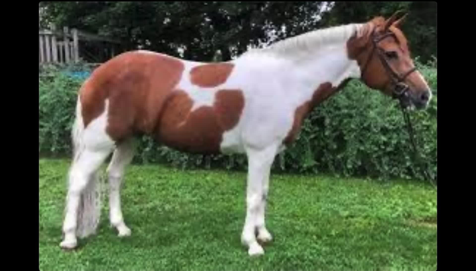 Horse riding