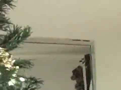 Kitten In A Christmas Tree