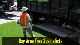 Tree Removal San Jose CA - Bay Area Tree Specialists (408) 836-9147