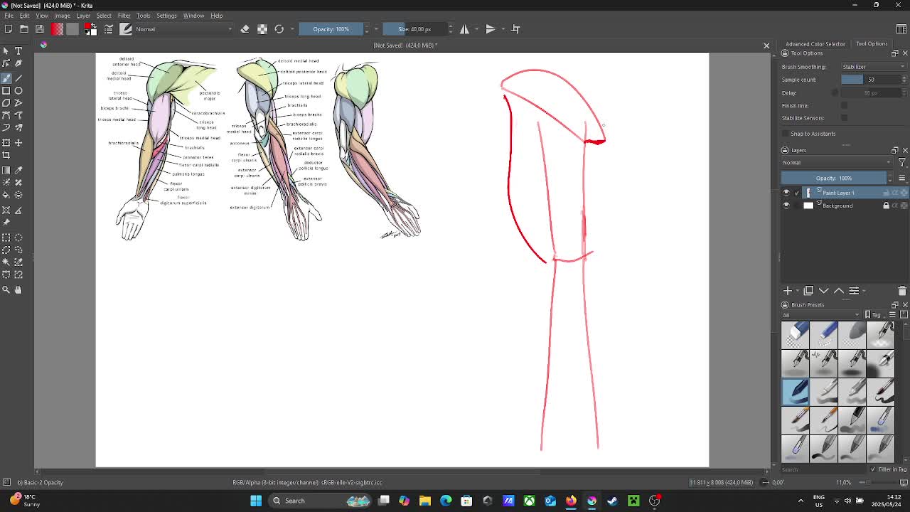 Learning Anatomy