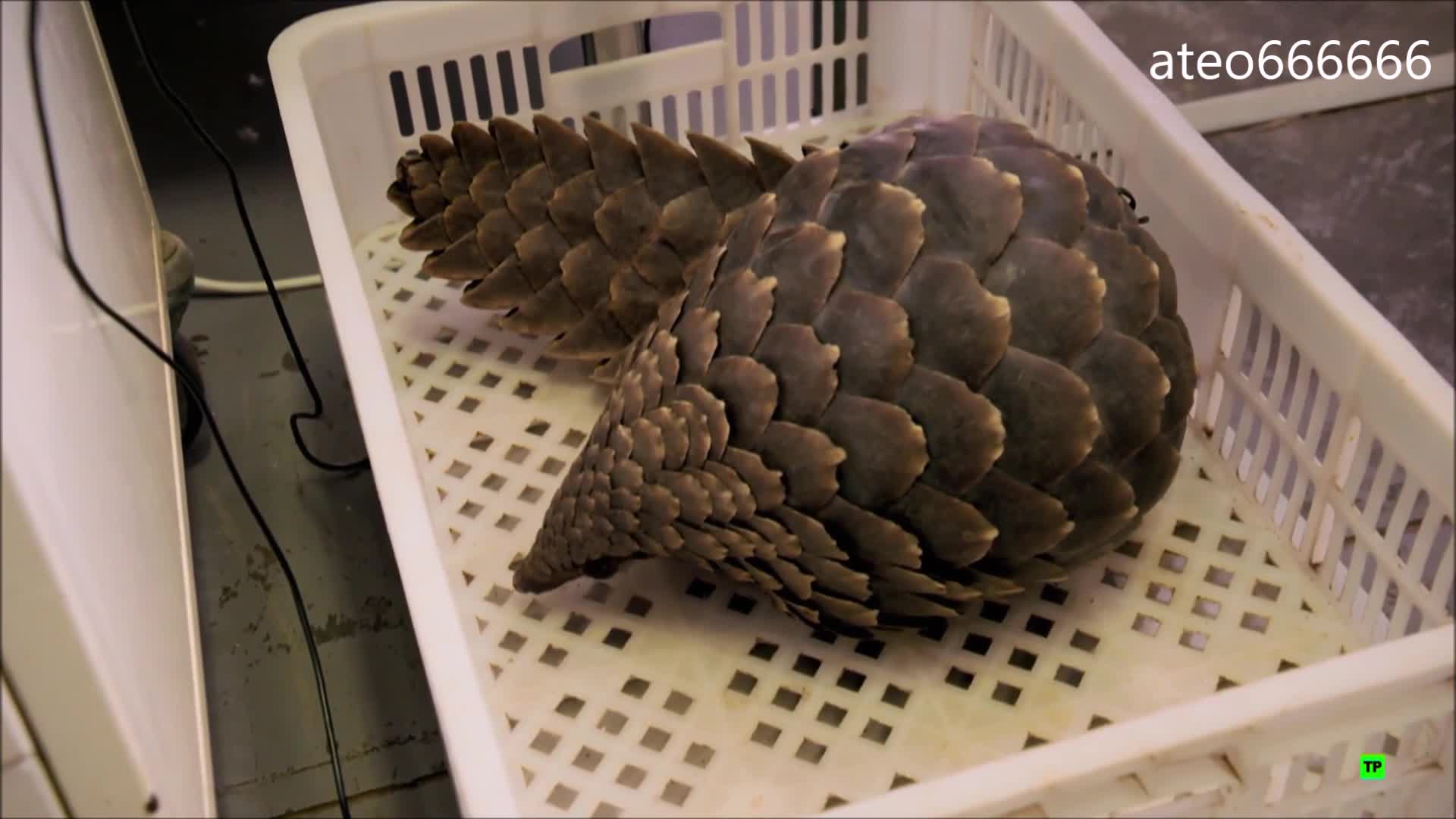 La más absurda masacre de animales