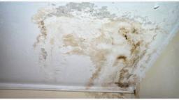 Call Us Today For Mold Removal Miami - Well Save Your Home From Mold