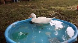 Trained Muscovy Duck!