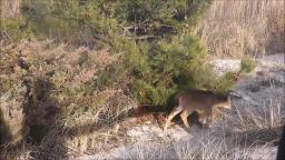 Deer at Fire Island