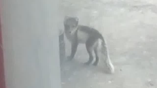 Saw Another Fox!