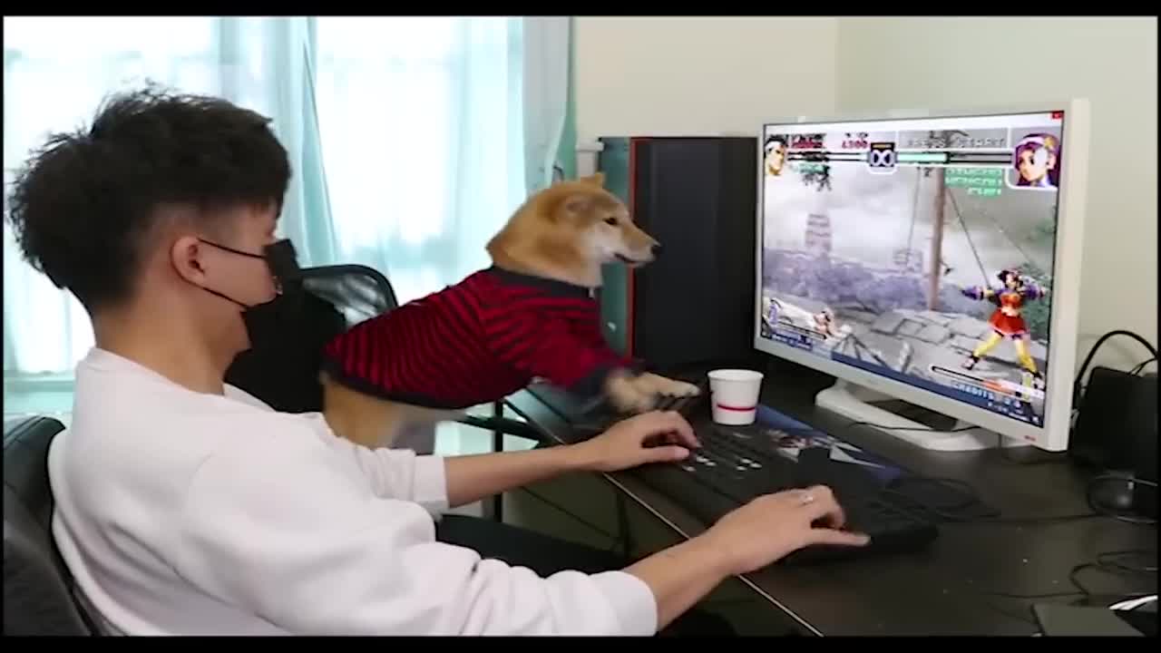 Funny dog playing PC games（Full version）