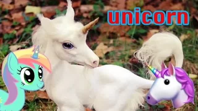 UNİCORN'LAR GERÇEK Nasıl Olduğu Bu Videoda
