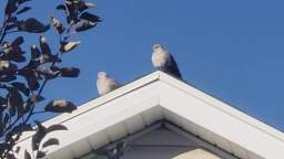 Birds sitting on the roof of a house - Recorded on November 16, 2022, from 2:23PM MT to 2:25PM MT