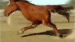 Retarded Running Horse