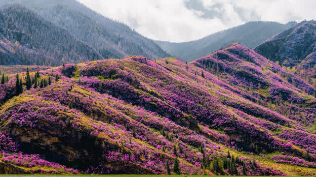 Russia, Altai.