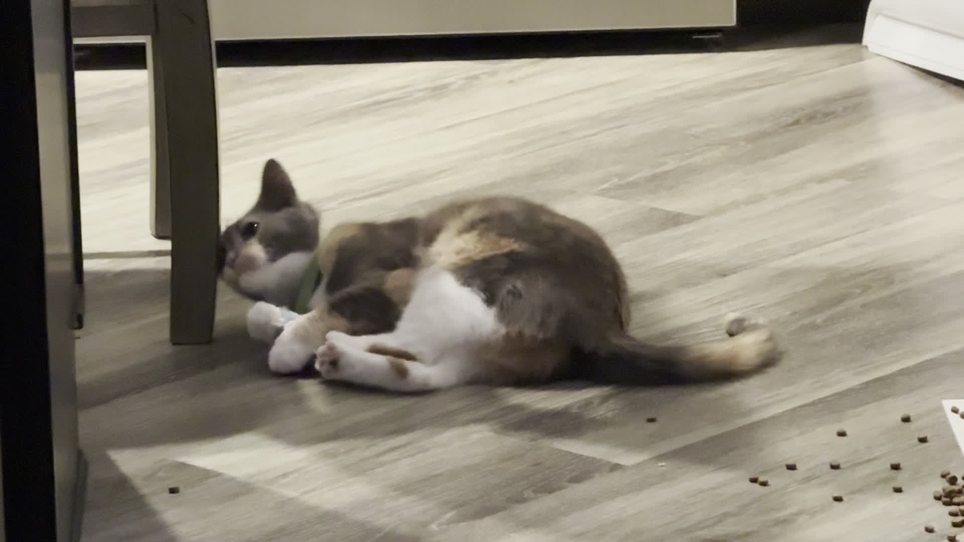 cat playing with a toy