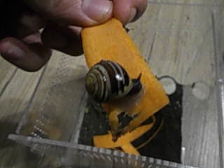 meine schnecke isst eine karotte meine schnecke isst eine karotte