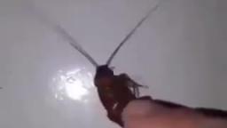 baby roach gets tickled