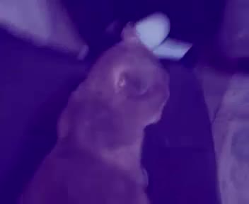 kedi vs tekir