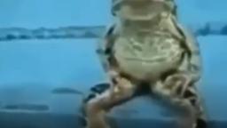 frog goes sicko mode