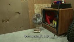 smash a vintage 16 inch desk fan