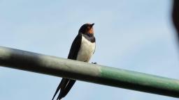 Rauchschwalbe,Gesang 🐦