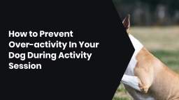 How to Prevent Over-activity In Your Dog During Activity Session
