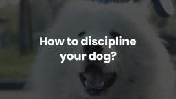 How to discipline your dog