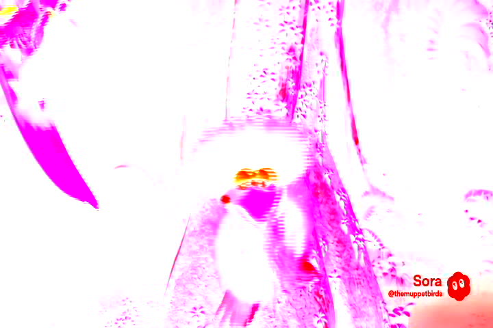 The Muppet Birds in the Jungle Made Over 10,000 More Times Scarier!