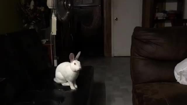 Couch Bunny (2018)