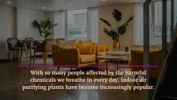 Best_Indoor_Air_Purifying_Plants