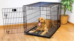 Benefits of Crate Training_ Why a Crate Is Beneficial to You and Your Dog