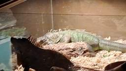 Iguanas Chilling