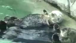 Otters holding hands (2007)