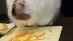 flossy eats carrots for 1 minute