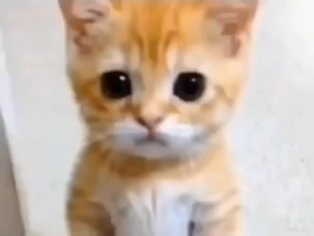 el gato