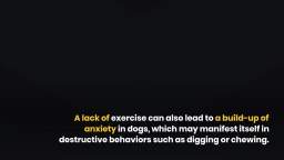 Top 3 Causes of Destructive Behavior In Dogs