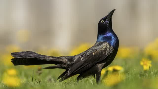 GRACKLE EDIT