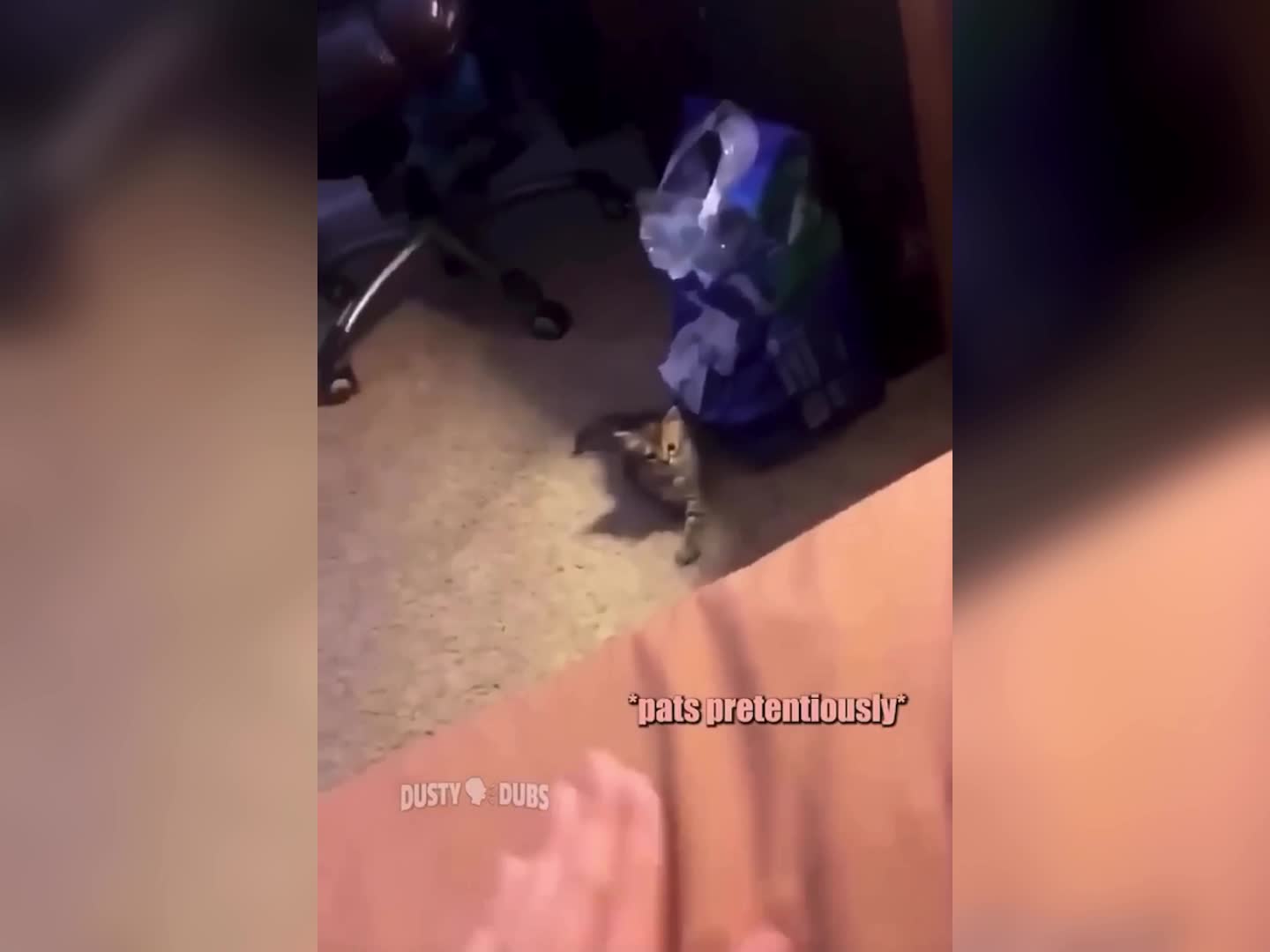 Funny Cat Voice Over!🤣🤣😹😹