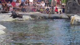 Sea lions at Henery Doorly zoo at Omaha Nabraska