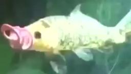 binky fish