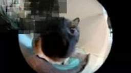 slideshow dogs