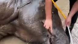 Elephant cleaning (and feeding)
