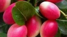 Karonda Charm: Small Fruit, Big Flavor