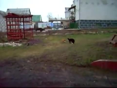 Cat fight with Linkin Park music in the background