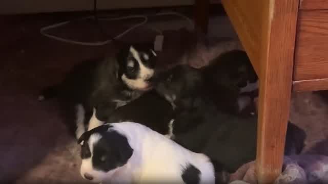 They Are Being More Active!