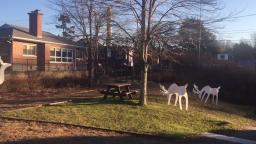Town park Christmas setup
