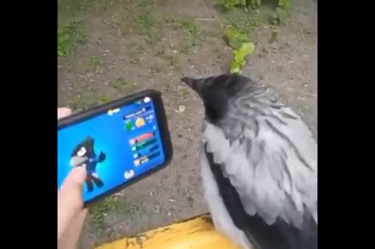 videoplayback