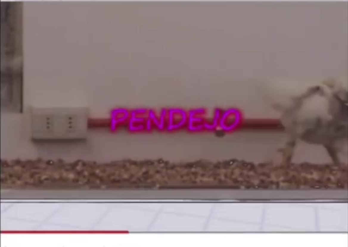 04-08-2026 pendejo