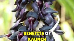 Kaunch Seeds: Small Seeds, Big Benefits