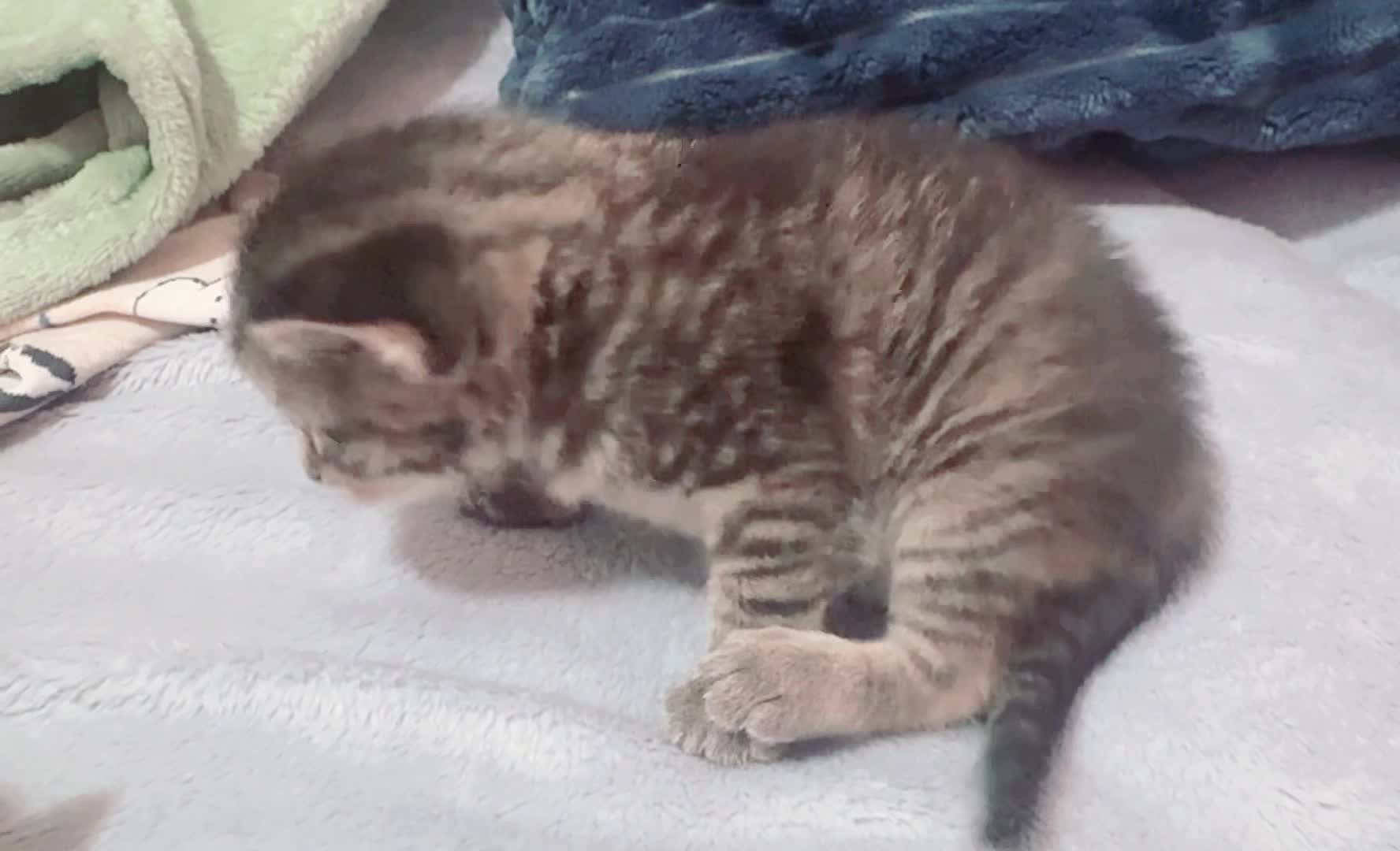 Mean kitten tries to hit her brother but fails miserably