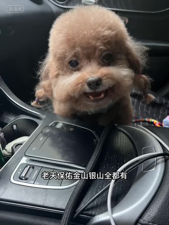 Speaking Chinese?! This Dog Downloaded a Language Pack 😭”